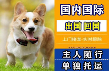 邯郸市宠物托运公司邯郸市宠物托运公司邯郸市宠物托运公司